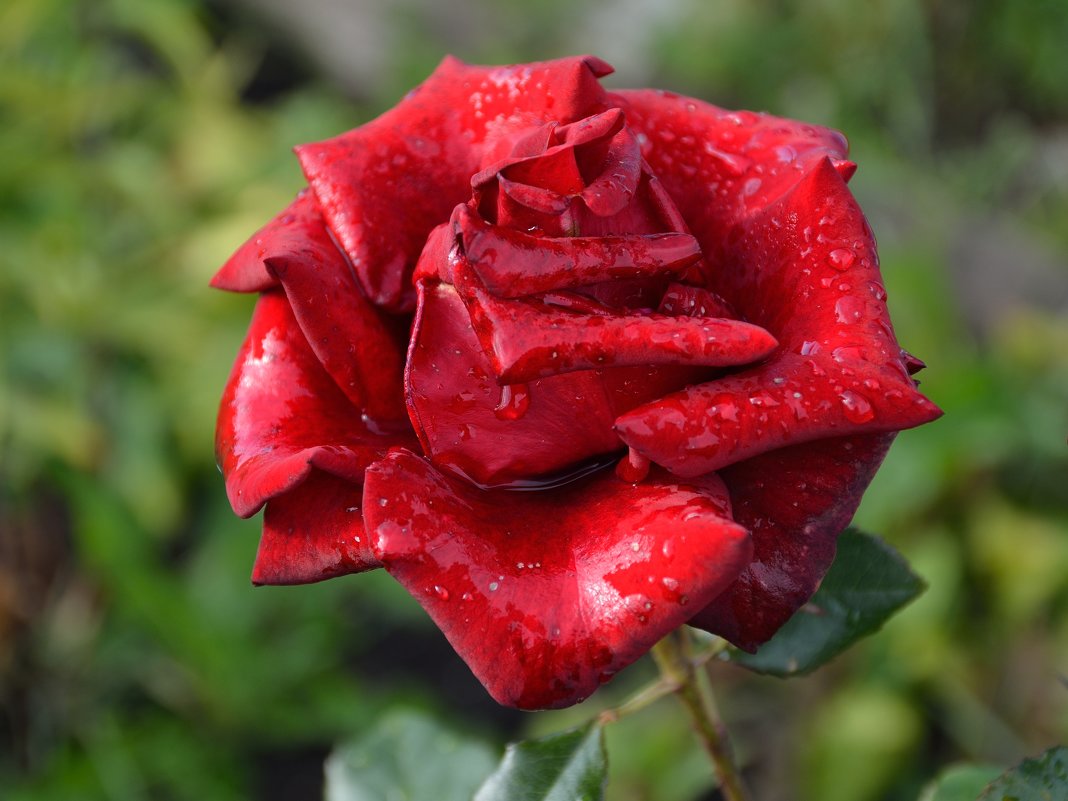 Розы в нашем саду (этюд 5) - Константин Жирнов