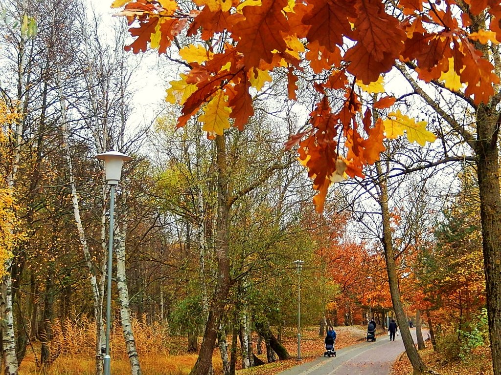 Аллея в парке.Ноябрь... - Natali 