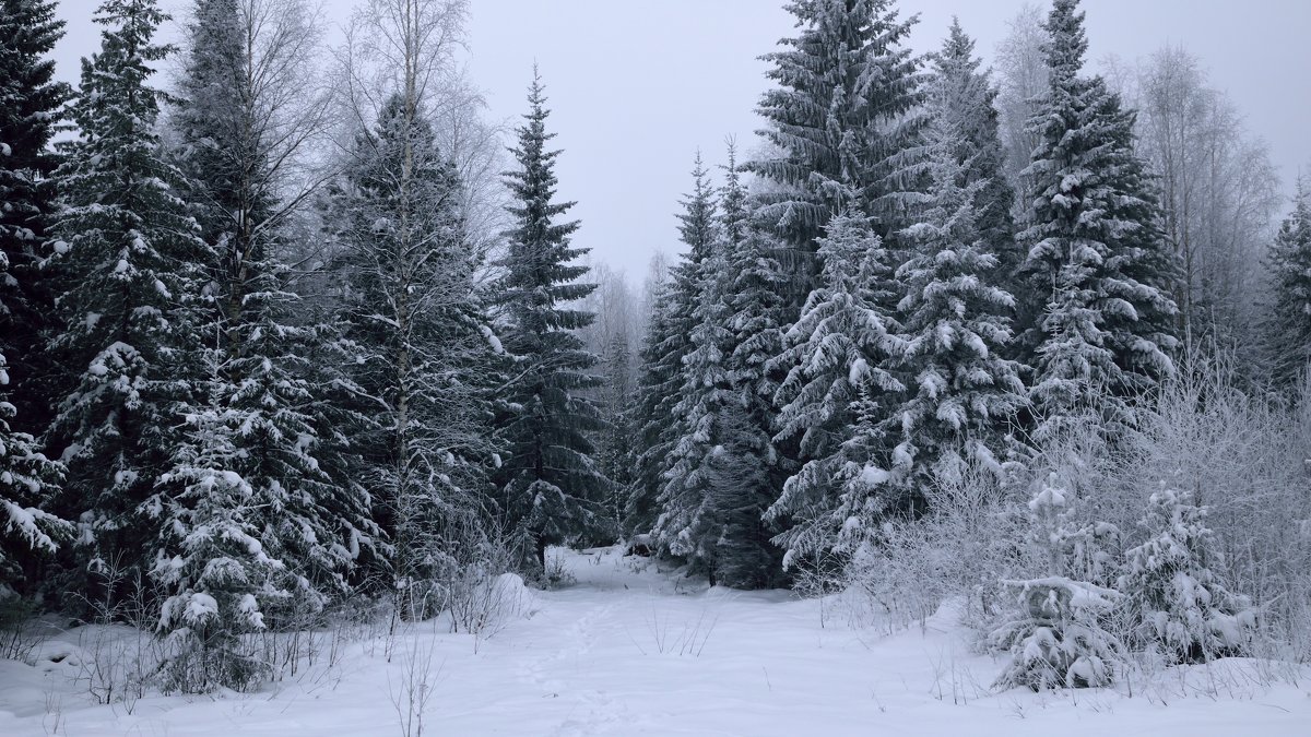 В глухом лесу...))) - Вадим 