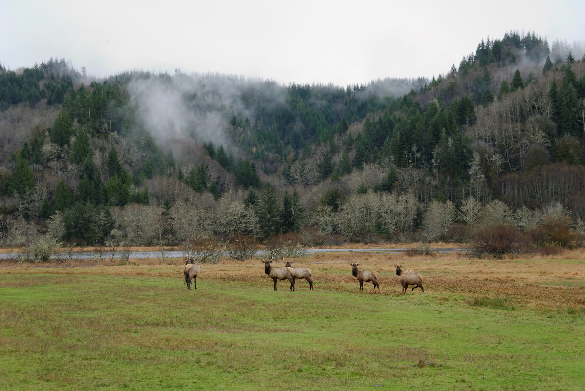 В долине Лосей. Oregon, WA - Михаил Аверкиев