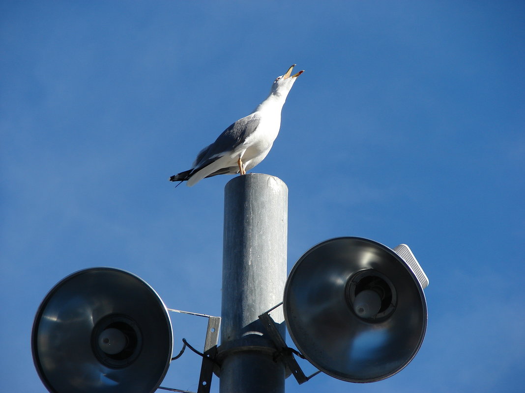 Спой... - Olga Grushko