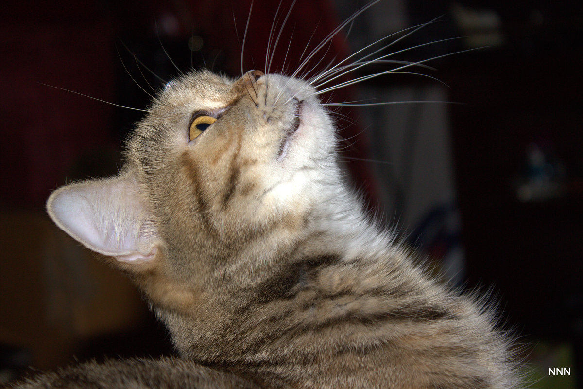 *** - Наталья Нарсеева