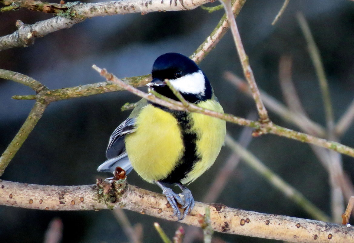Синичка - Светлана Петошина Синичка - Светлана Петошина