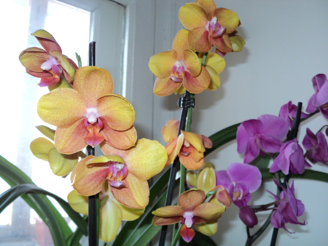 Орхидеи - Ириша **** Орхидеи - Ириша ****