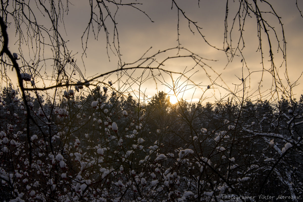 Снежно-ягодный закат :) - Виктор М