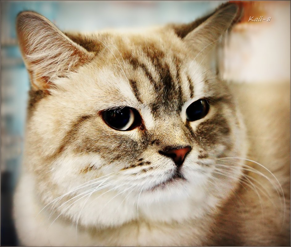 Британка - Кай-8 (Ярослав) Забелин