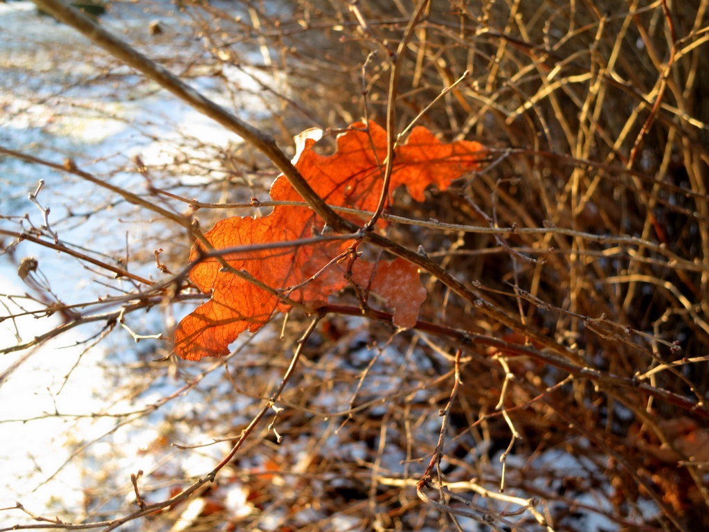 Осенний привет.... - Валентина Жукова Осенний привет.... - Валентина Жукова