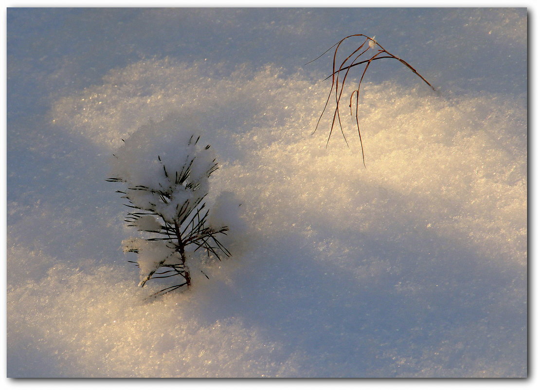 Зима - Вячеслав Минаев