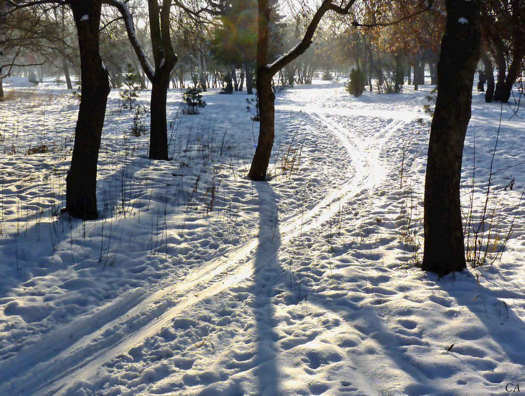 Лыжня в парке - Александр Садовский