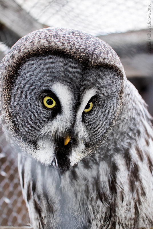 птицы - Светлана Челядинова