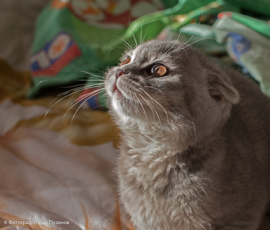 В ожидании - Юрий Пузанов В ожидании - Юрий Пузанов