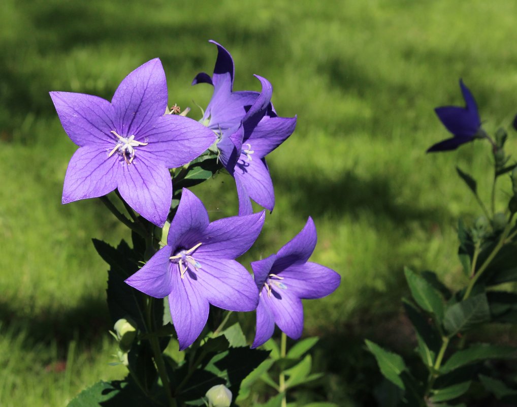 Звонкое лето - leoligra Звонкое лето - leoligra