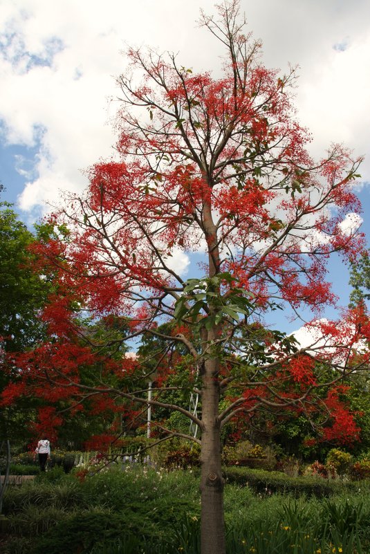 Брахихитон кленолистный (Brachychiton acerifolium) - Антонина 