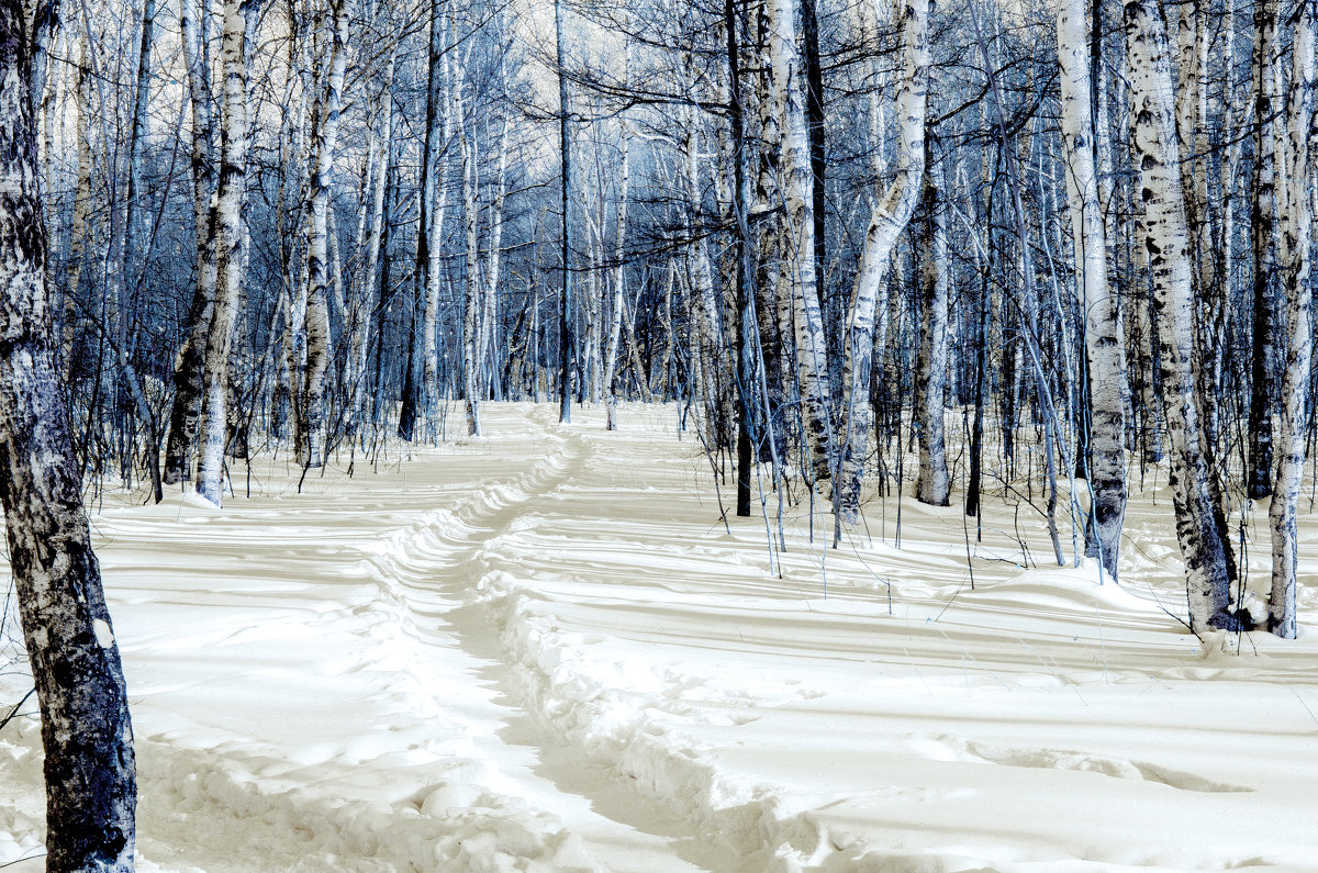 голубой лес - Инна 