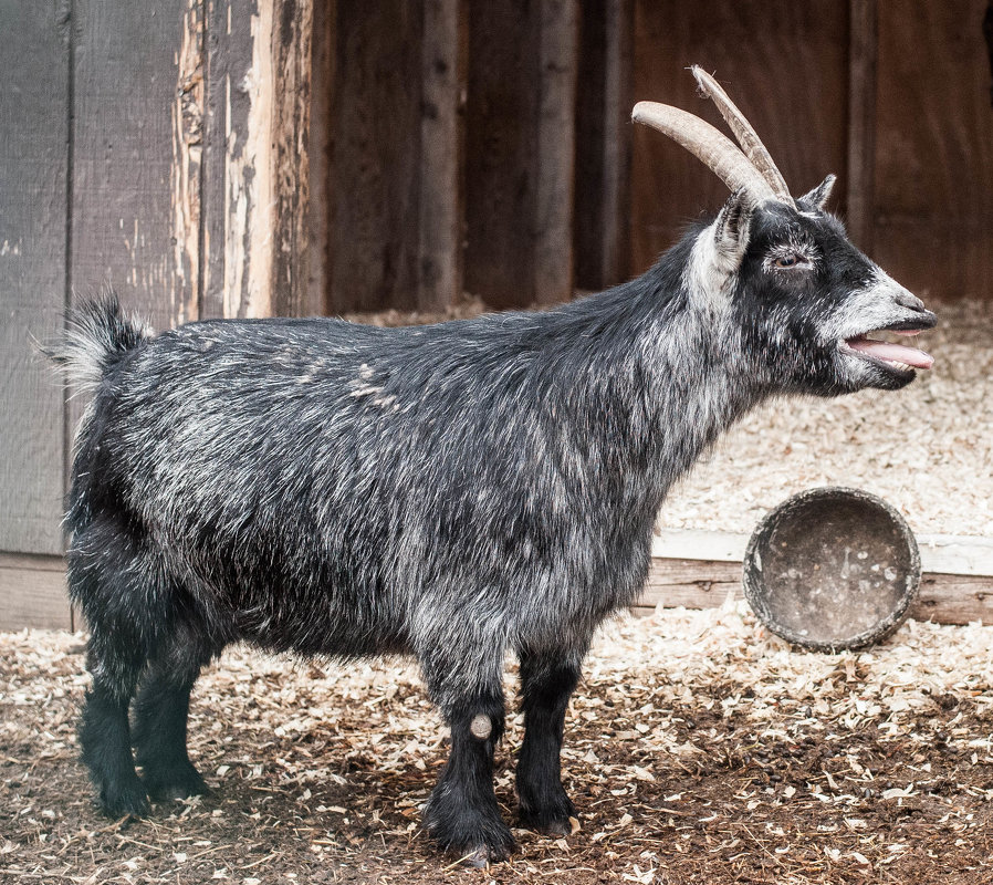 * - Вера * - Вера