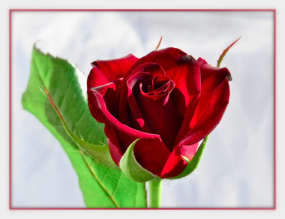 роза - НАТАЛЬЯ 