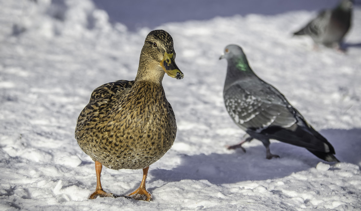 *** - Анна Никонорова *** - Анна Никонорова