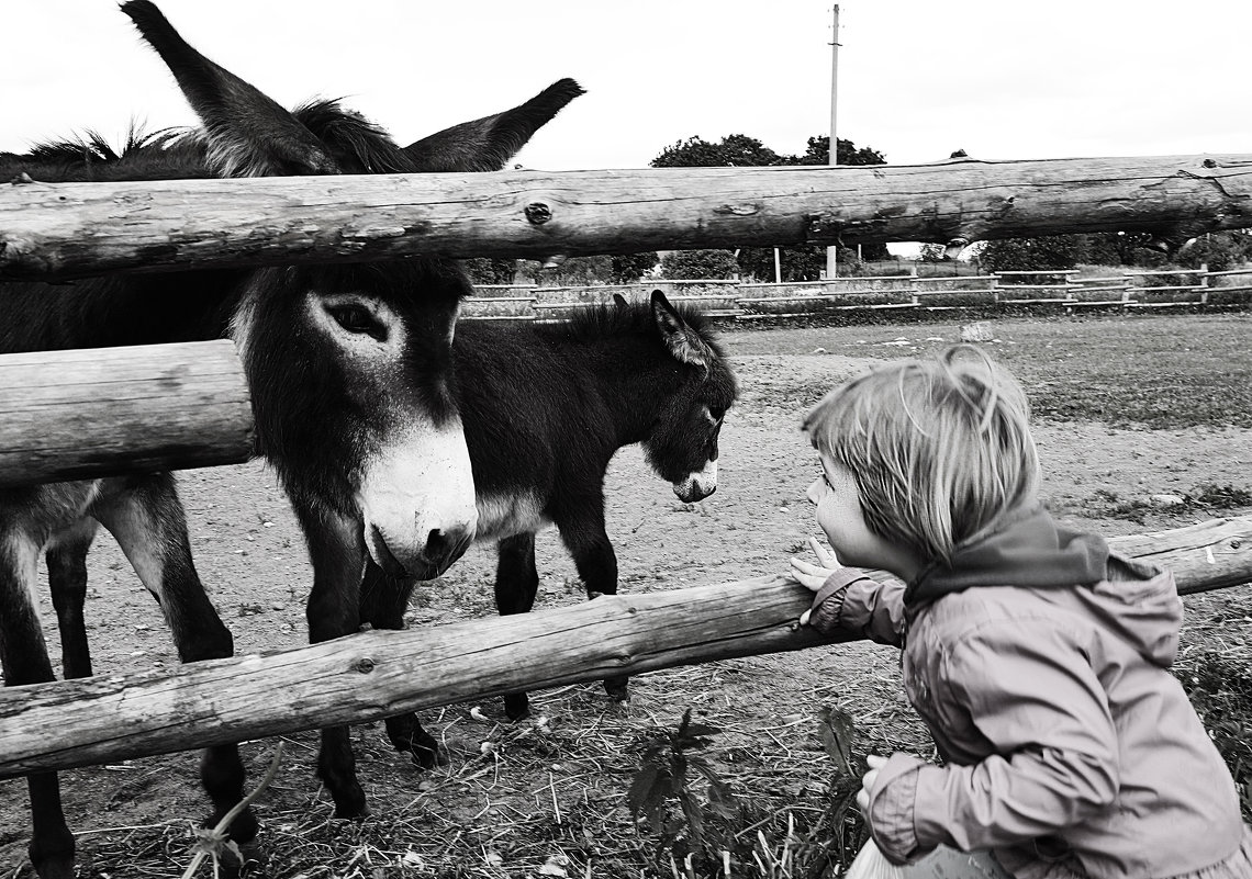привет лошаденок - Елена Заичко