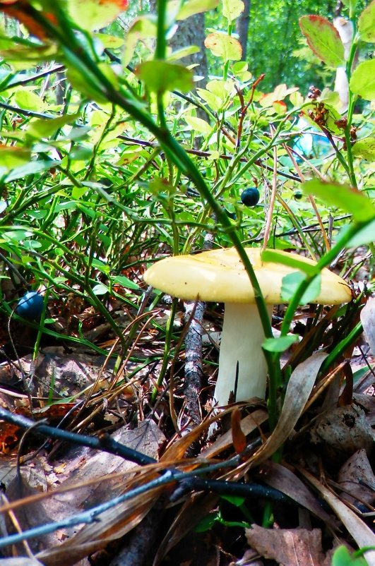 желтый житель - Александра Полякова-Костова