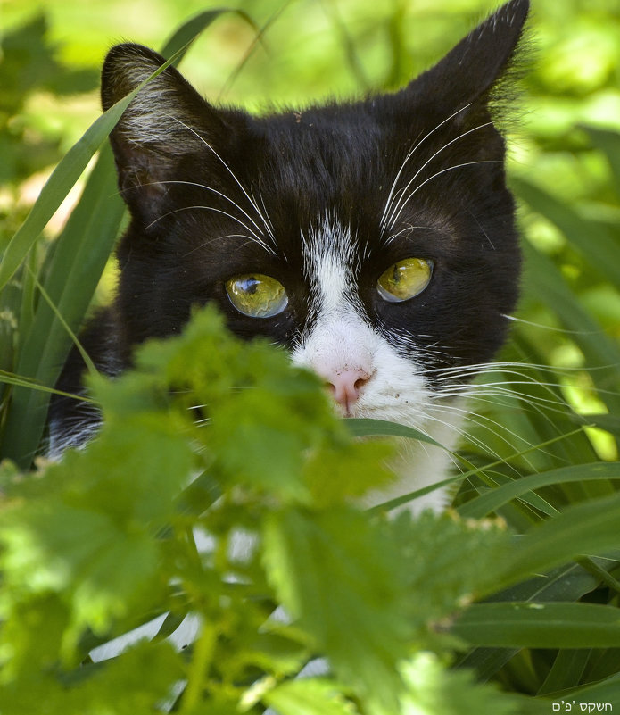 как бы мышку не проворонить.... - Ефим Хашкес