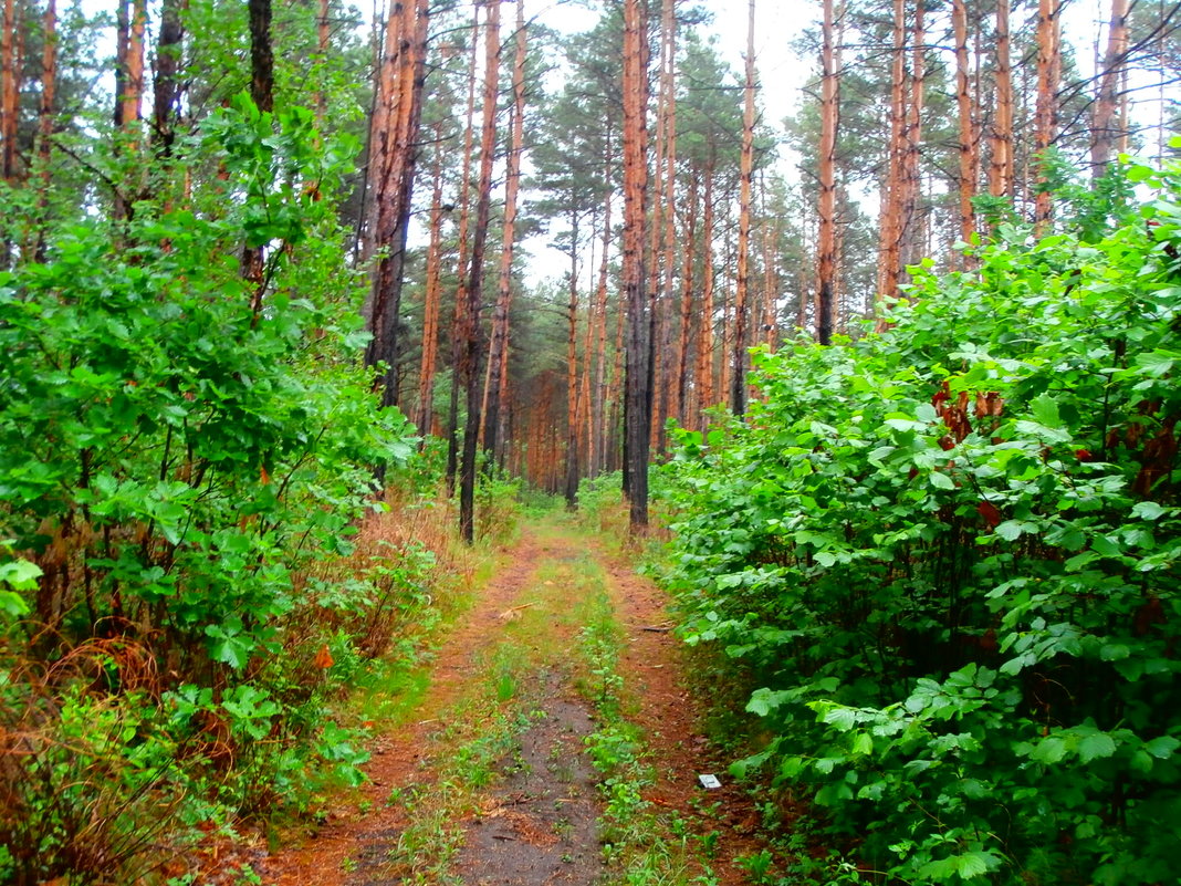 ДОРОГА - Любовь Можар