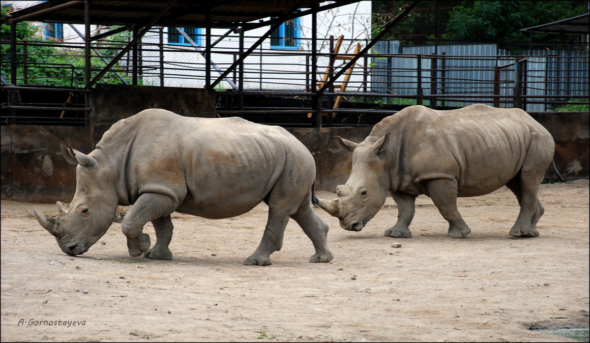 Клоны. - Anna Gornostayeva Клоны. - Anna Gornostayeva