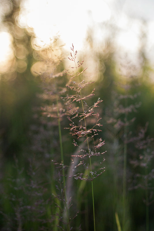 утро - Елена Дорогина