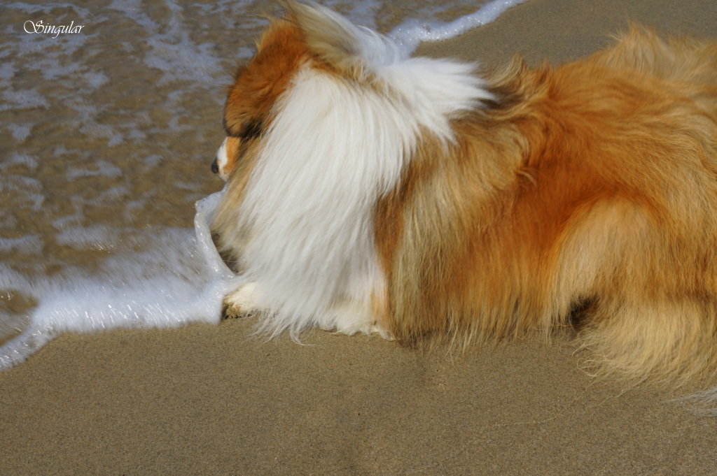 Sheltie Friday. Loving  the sea. - Tatiana Golubinskaia