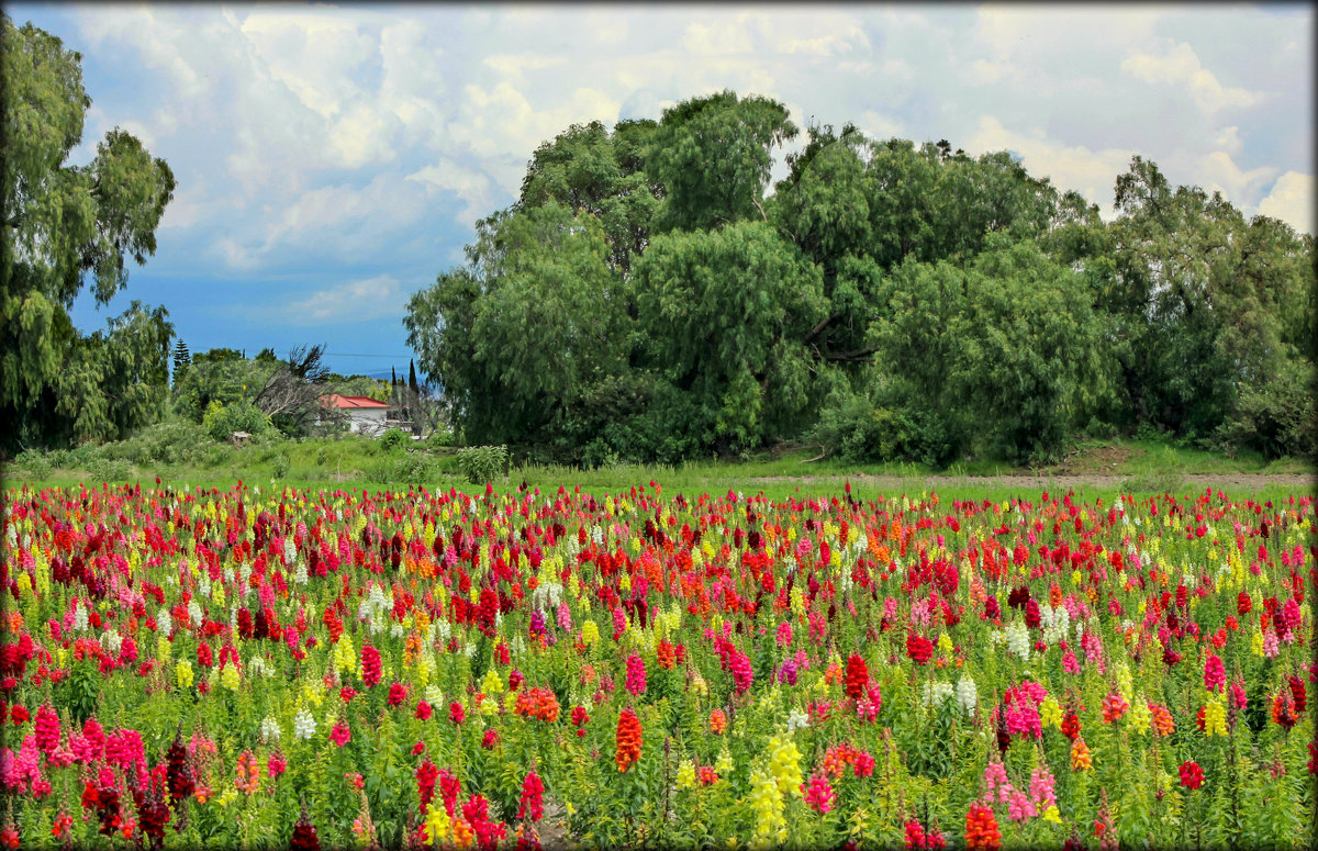 деревенский пейзаж - Elena Spezia деревенский пейзаж - Elena Spezia