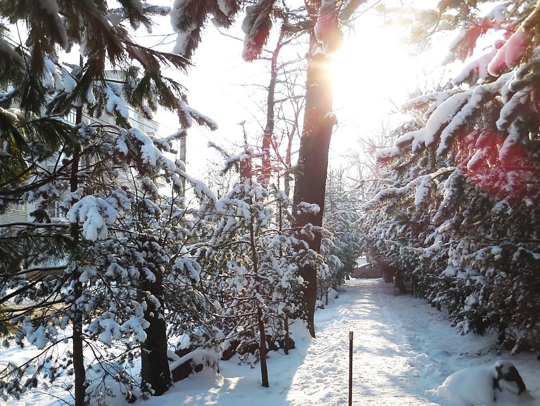 Снег в городе - Маргарита Батырева