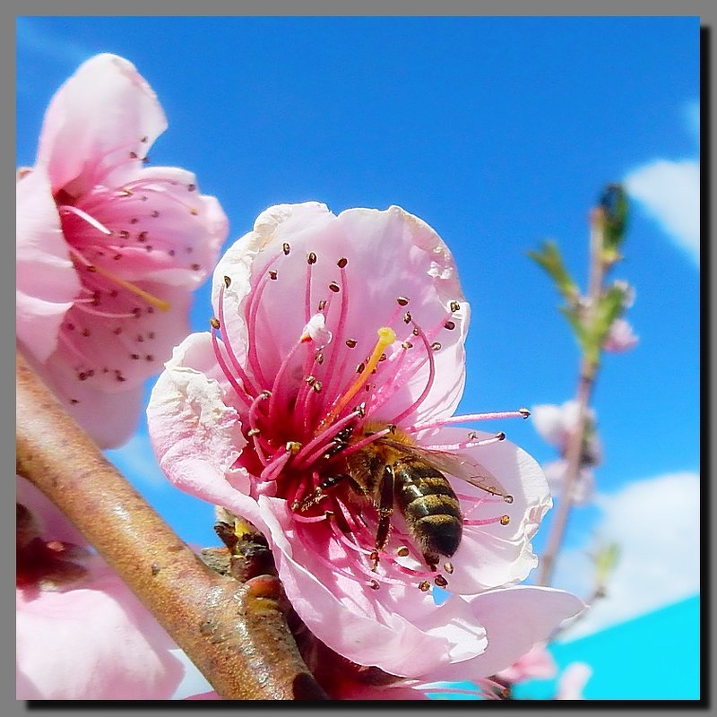 как в омут, головой. из жизни насекомых. - Ivana как в омут, головой. из жизни насекомых. - Ivana