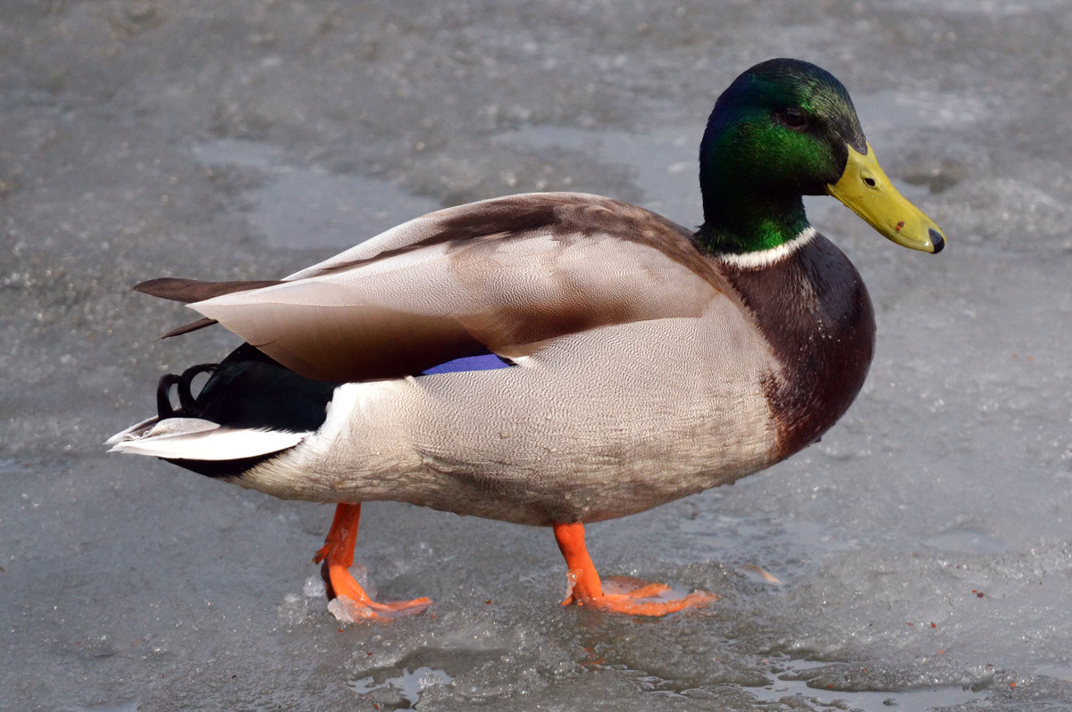 Селезень в поисках лета - Борис Русаков Селезень в поисках лета - Борис Русаков