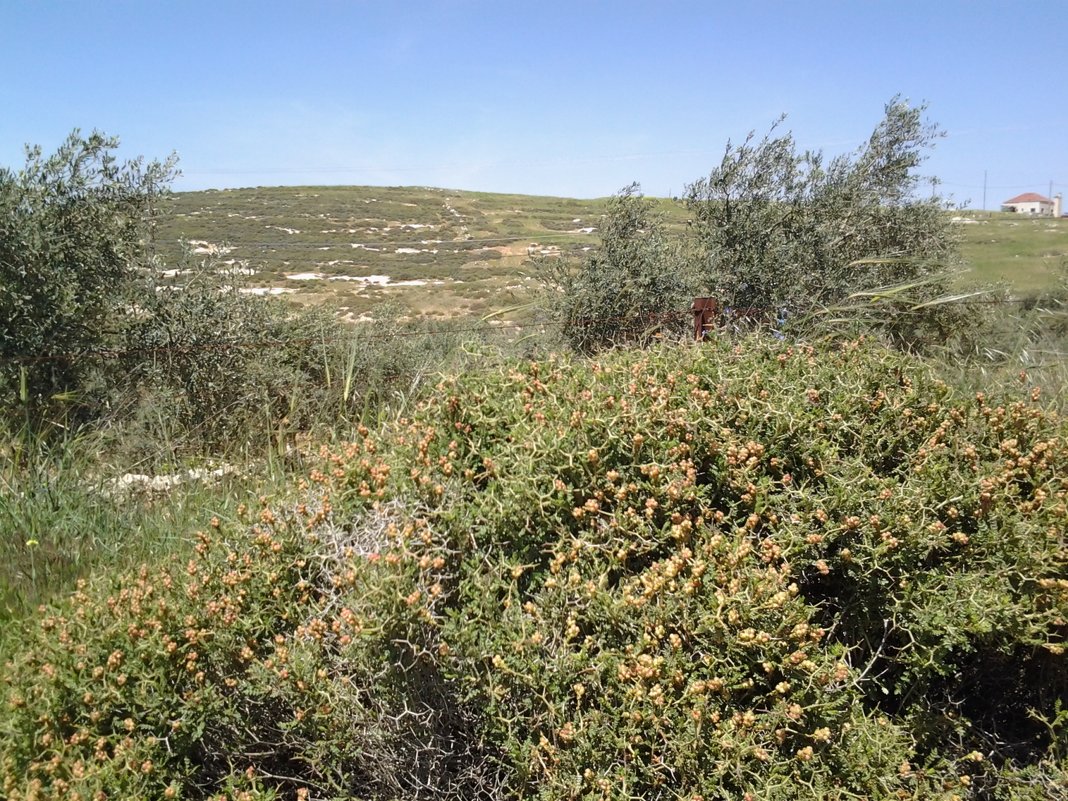 Весна верблюжьей колючки. - Жанна Викторовна Весна верблюжьей колючки. - Жанна Викторовна