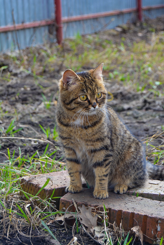 Котик - Света Кондрашова