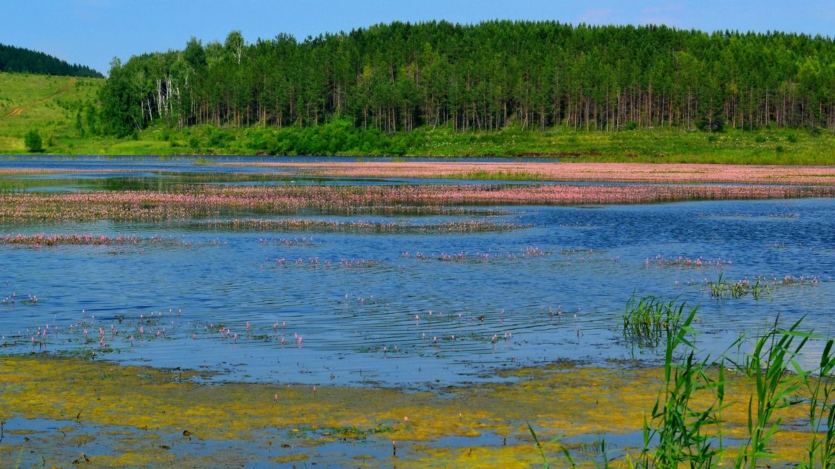 МОЯ  БАШКИРИЯ. ШАРАНСКОЕ  ВОДОХРАНИЛИЩЕ. ЦВЕТЕТ  РДЕСТ. - Галина 