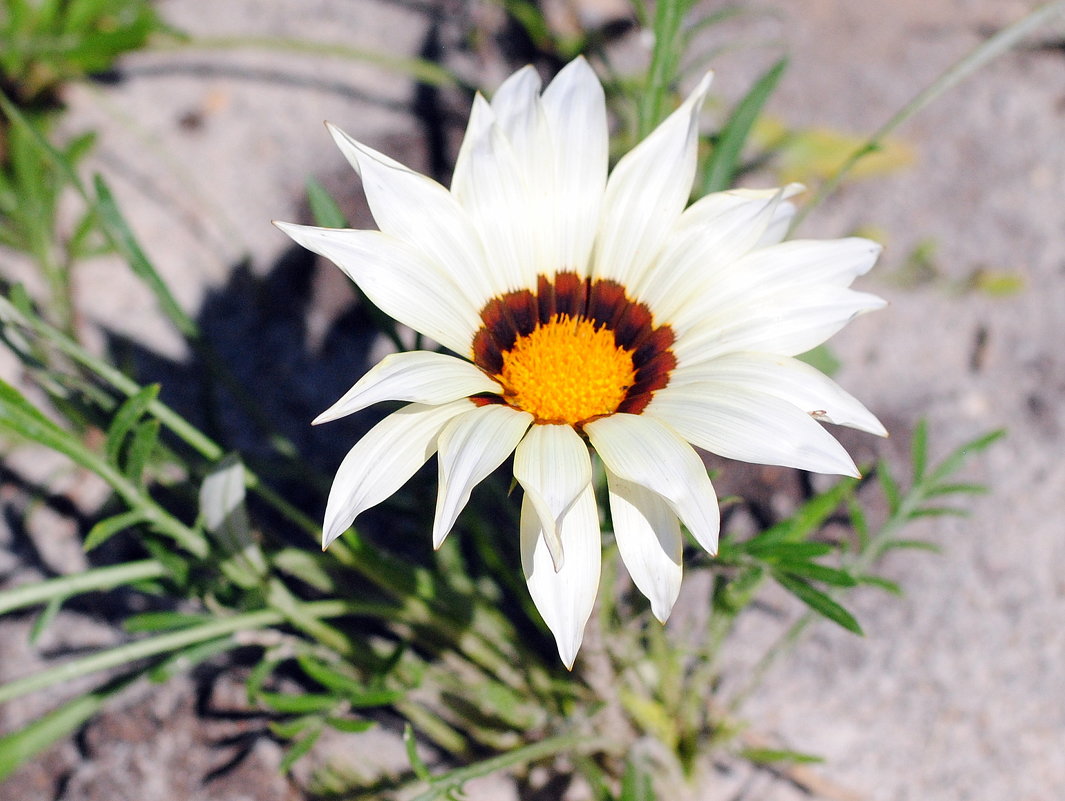 .. - Маргарита 