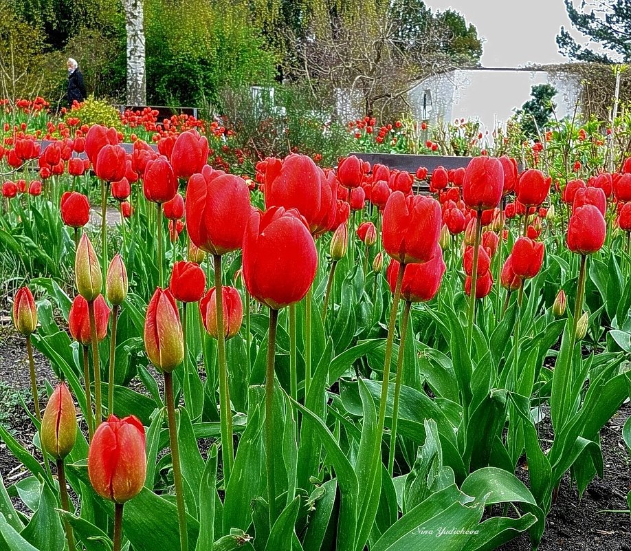 Hamburg. Planten un Blomen - Nina Yudicheva