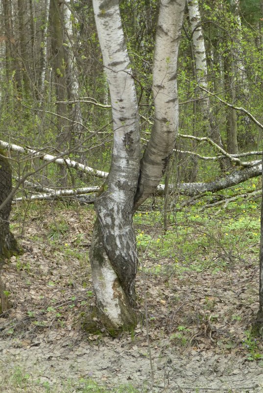 Юдинский лес - Наиля 