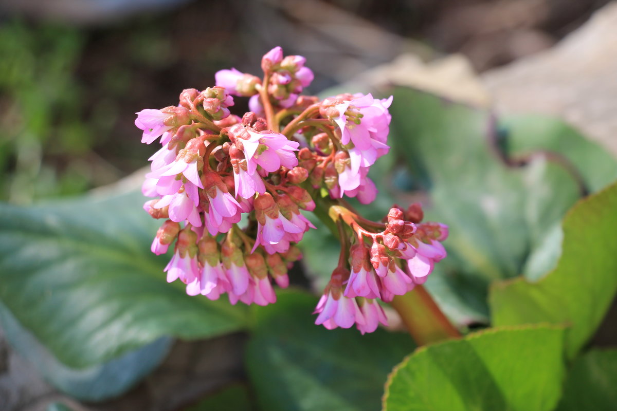 Бадан - Олег Афанасьевич Сергеев