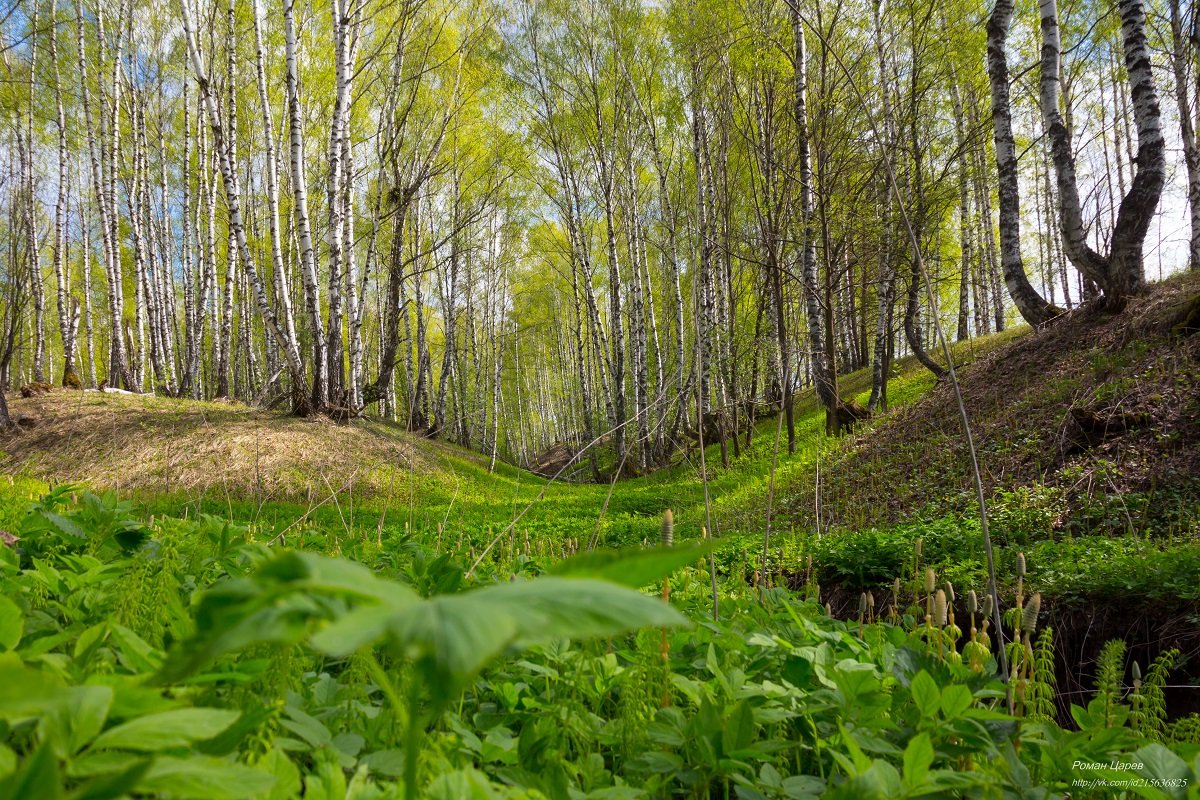 Весеннее настроение - Роман Царев