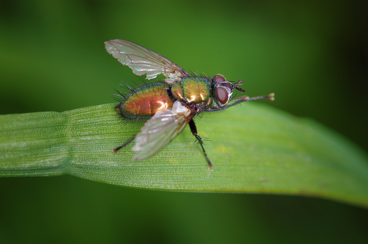 муха - Мария Ставцева муха - Мария Ставцева