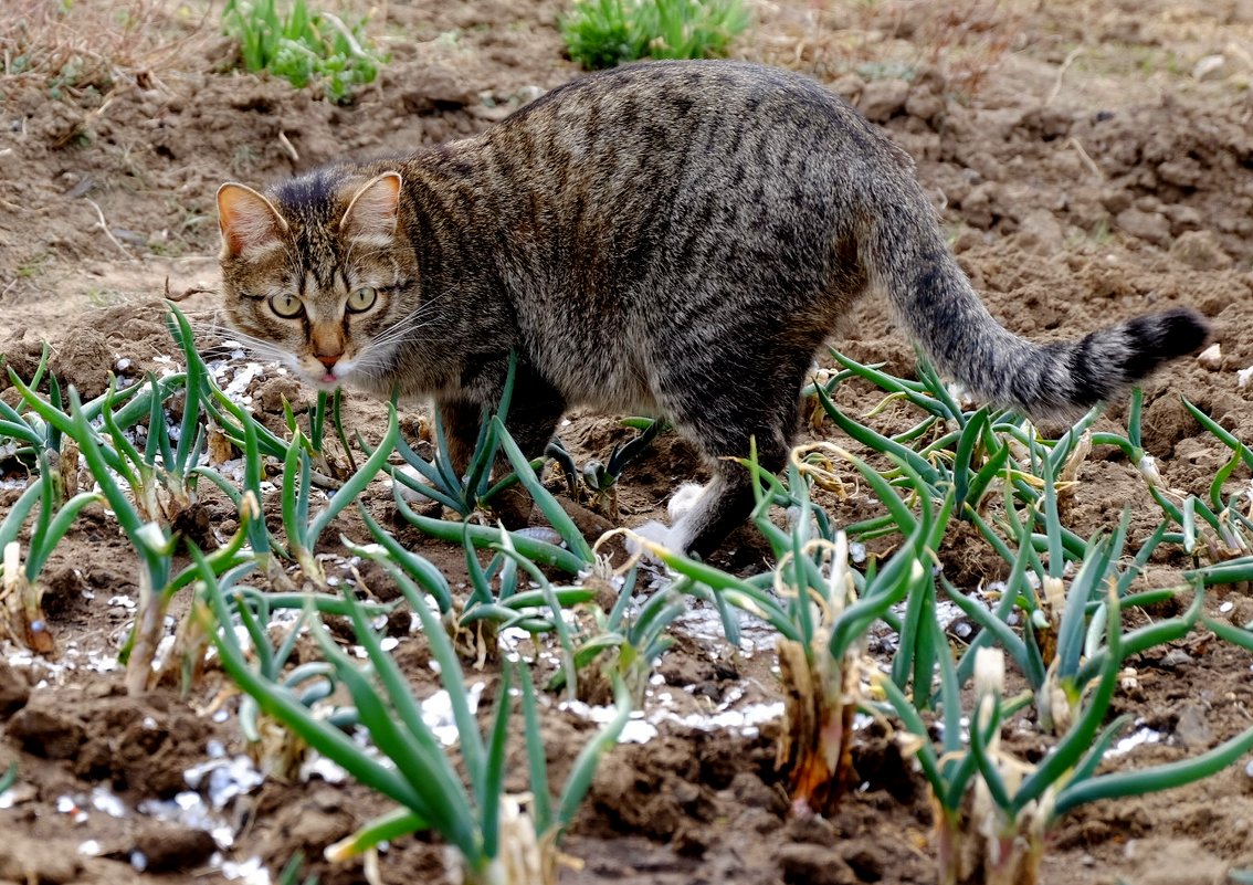 Да ну ваш этот лук! - Елена Фалилеева-Диомидова