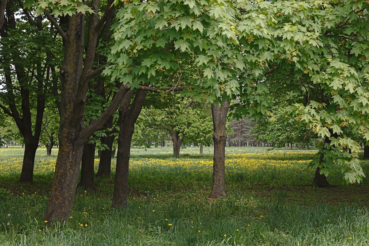 Май.. - Александр Манько