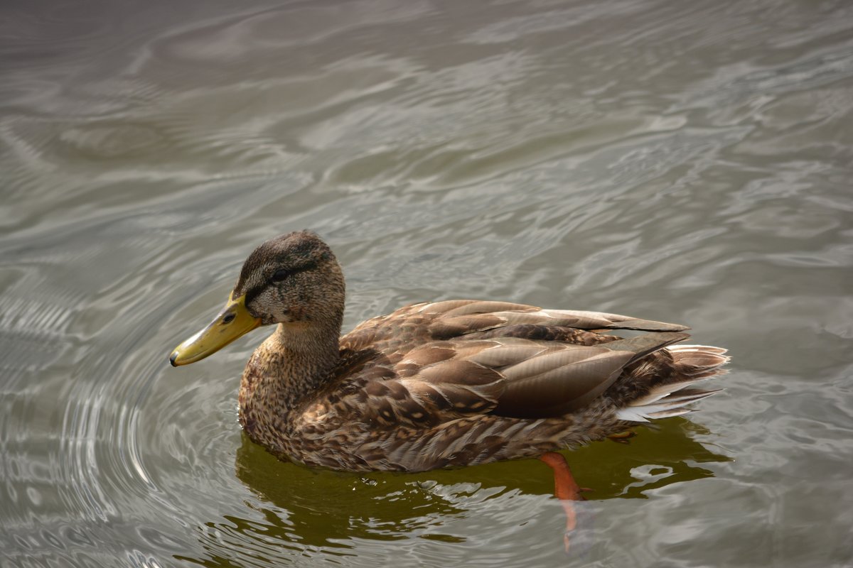 Обитатель Кижей - Светлана Ларионова Обитатель Кижей - Светлана Ларионова