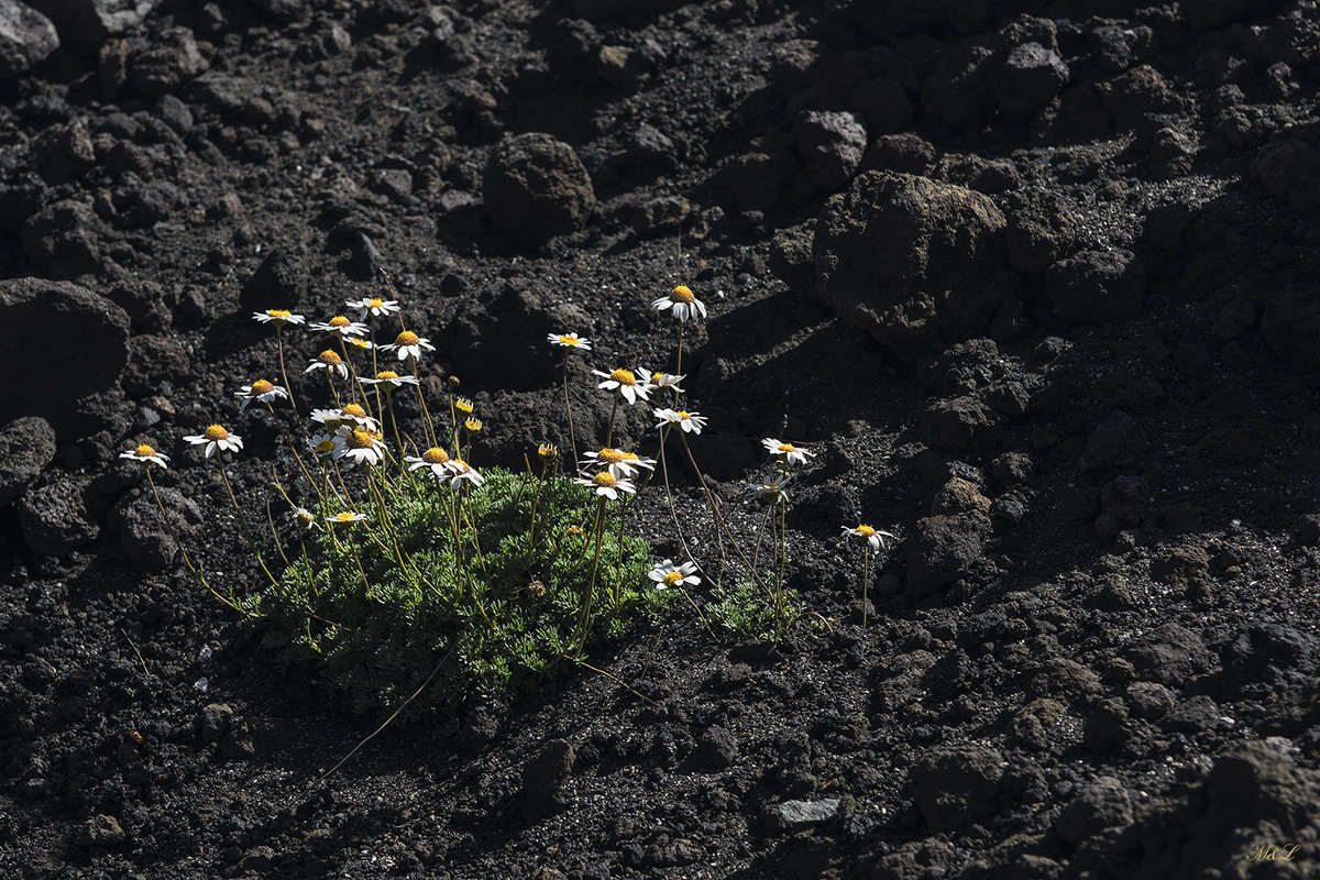 Жизнь побеждает - Michael & Lydia Militinsky Жизнь побеждает - Michael & Lydia Militinsky
