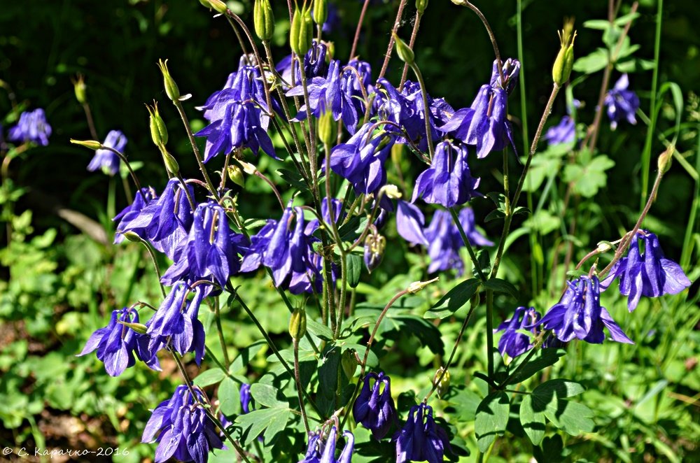 Квіти - Степан Карачко