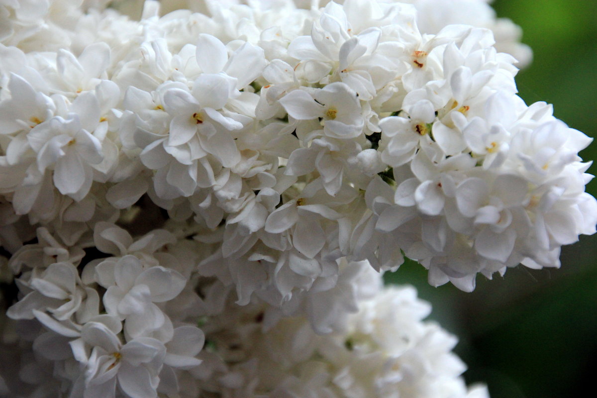 494 - Olga 494 - Olga