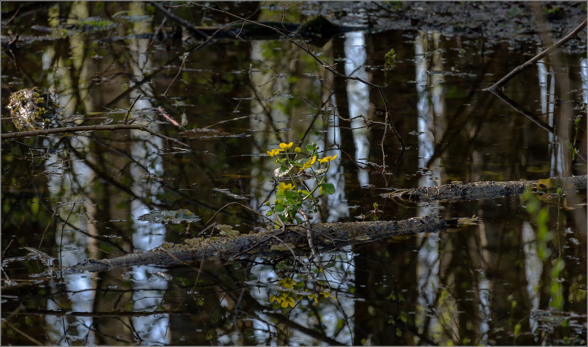 май - Valentin Valentin май - Valentin Valentin