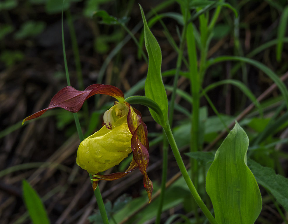 Венерин башмачок - Сергей Цветков Венерин башмачок - Сергей Цветков