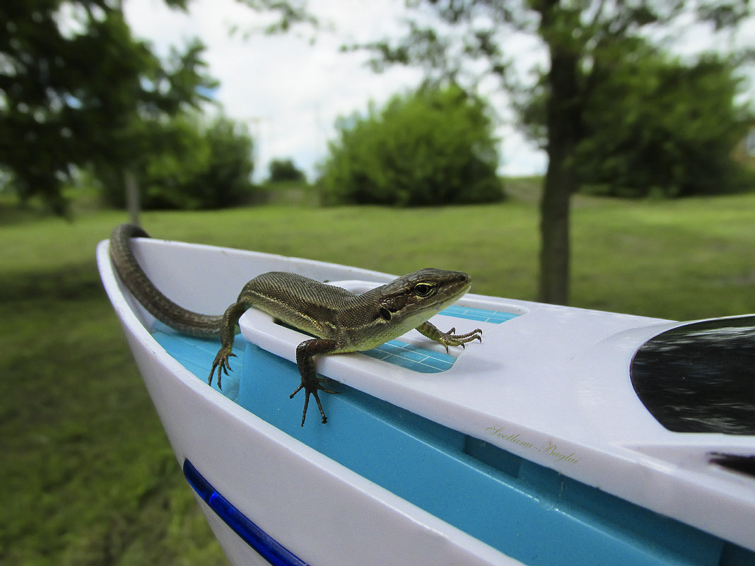 reptiles  ﻿ - Svetlana Baglai